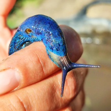 blue slug hunt by in lviv tours